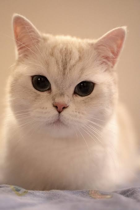 Kucing