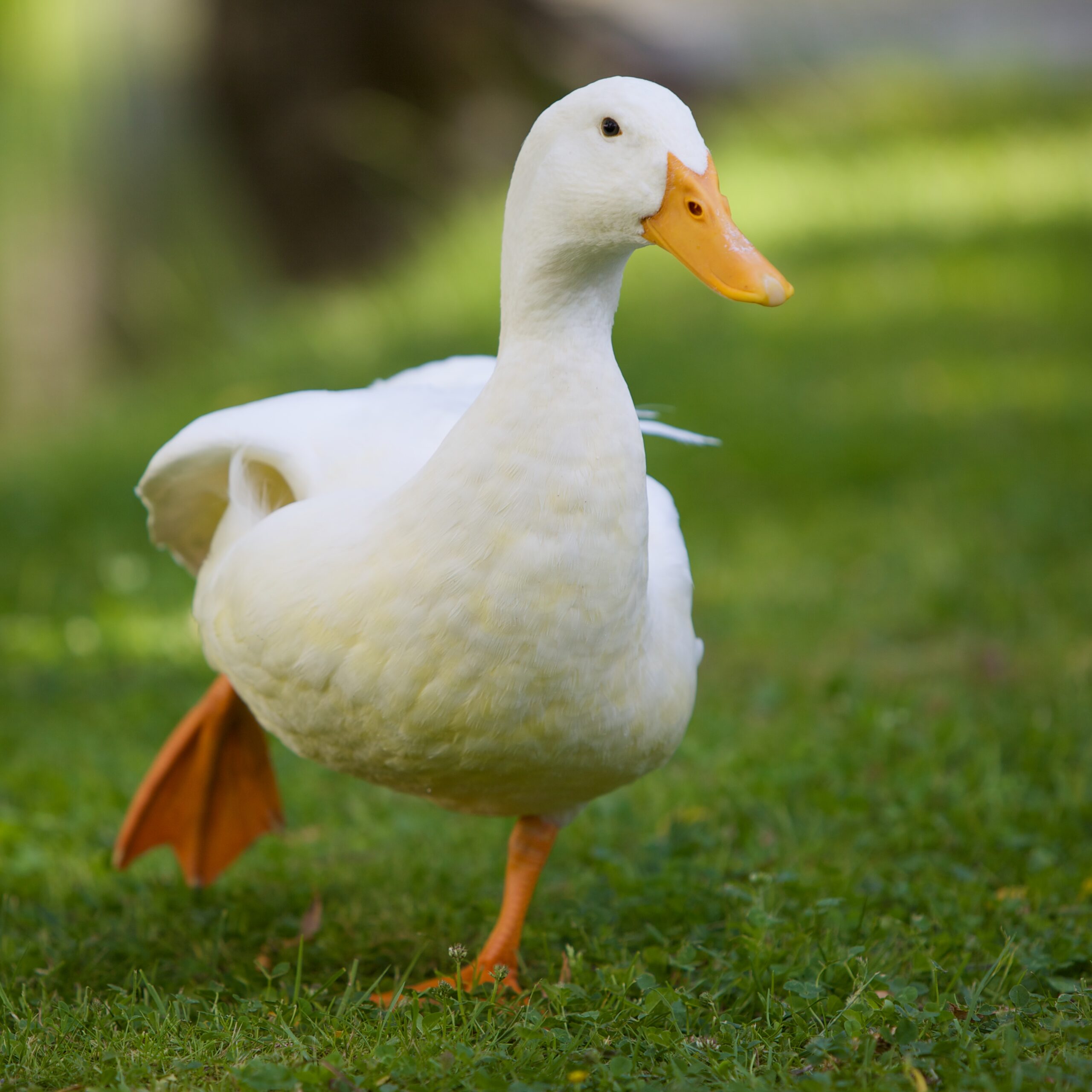 Bebek