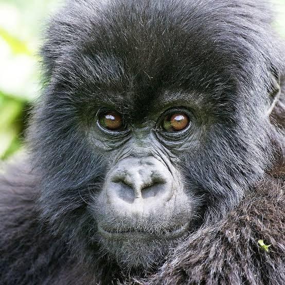 Gorilla